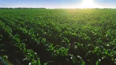 Alanları üzerinde uçan