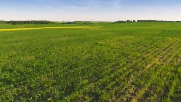 Flygande över floden och fält — Stockvideo