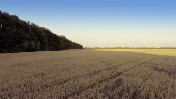 Sobrevoando campos — Vídeo de Stock