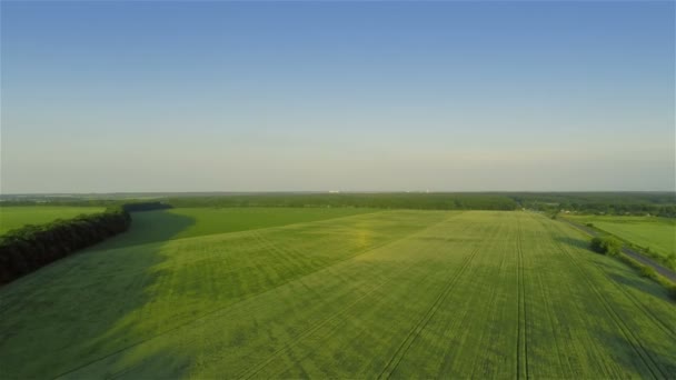 Швидкий політ над зеленим полем — стокове відео