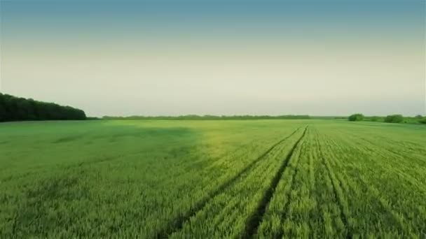 Sobrevoando campos — Vídeo de Stock