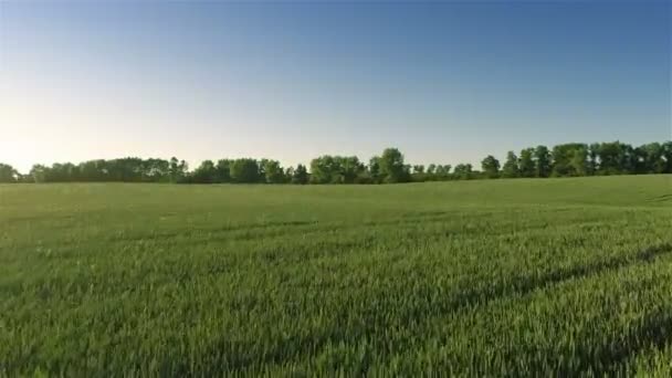 Sobrevoando campos — Vídeo de Stock