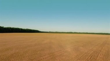 Büyük buğday alanın üzerinde uçan