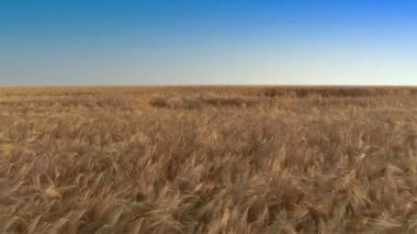 Arpa alanın üzerinde uçan