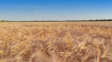 Arpa alanın üzerinde uçan