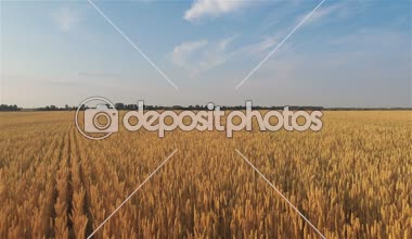 buğday alan üzerinde uçan