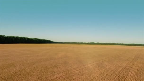 Vliegen Over groot tarweveld — Stockvideo