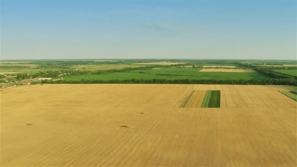 Быстрый полет над желтым полем — стоковое видео