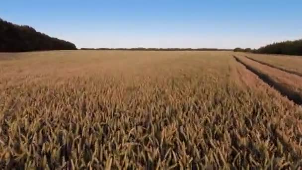 Voando rápido sobre o campo de trigo — Vídeo de Stock