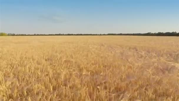 Szybko leciał nad jęczmienia znajdującego się w polu — Wideo stockowe