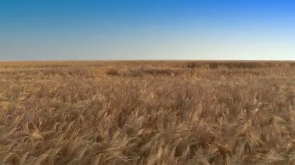 Voando sobre campo de cevada — Vídeo de Stock