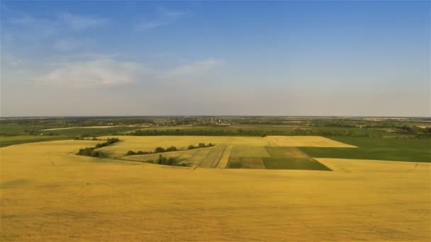 Voando rápido sobre o campo amarelo — Vídeo de Stock