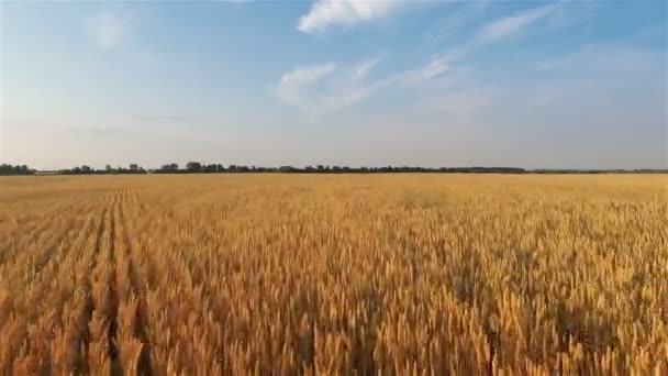 Volando sobre el campo de trigo — Vídeo de stock