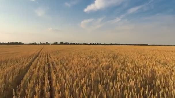 Survoler le champ de blé 