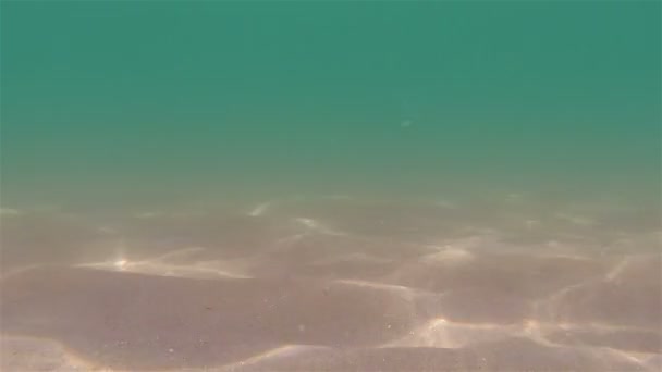 Морське дно — стокове відео