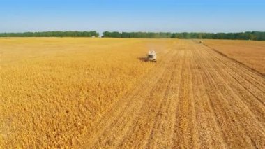 Mısır tarlası çalışmalarına biçerdöver