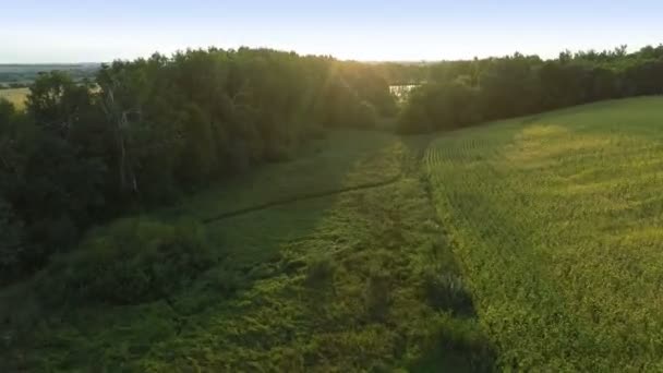 Vliegen Over de groene velden — Stockvideo