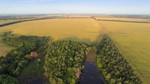 Flying over fields — Stock Video