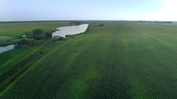 Voando rápido sobre Green Field e River — Vídeo de Stock