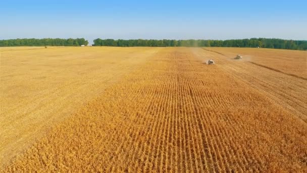 Θεριστικές μηχανές εργασίας σε Cornfield — Αρχείο Βίντεο