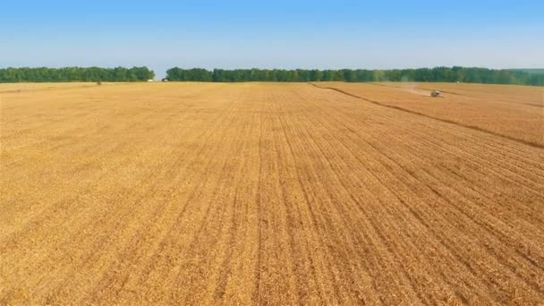 Harvesters Work on Cornfield — Stock Video