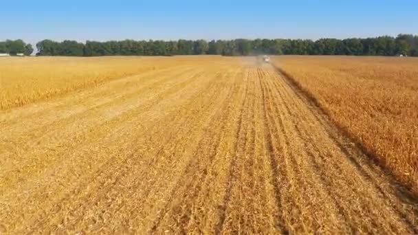 Skördare arbete på majsfält — Stockvideo