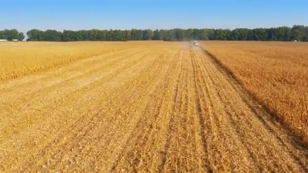 Θεριστικές μηχανές εργασίας σε Cornfield — Αρχείο Βίντεο