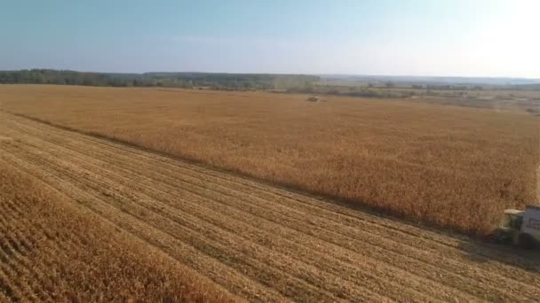 Збирачі працюють на кукурудзяному полі — стокове відео