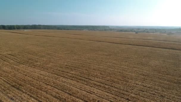 Комбайны работают на кукурузном поле — стоковое видео