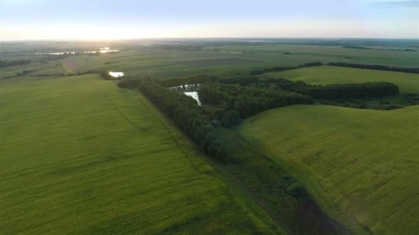 Voando sobre o grande campo verde na noite — Vídeo de Stock