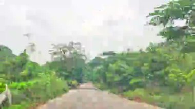 Yoldaki ağaçların arasından geçen kamera.