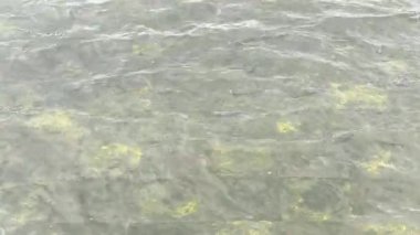 Rüzgarda hareket eden yeşil tahıl tarlasında kamera hareketi