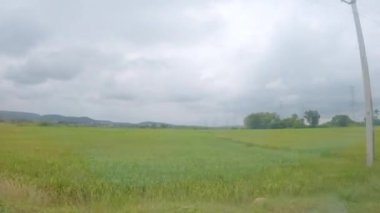 Rüzgarda hareket eden yeşil tahıl tarlasında kamera hareketi