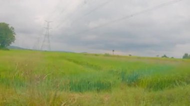 Rüzgarda hareket eden yeşil tahıl tarlasında kamera hareketi