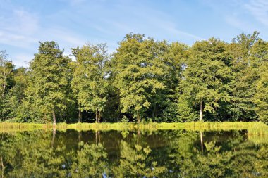 Nehirde yansıtan Orman ağaçları