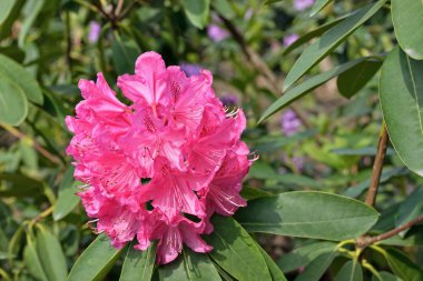 Ormangülü çiçek güneşli gün