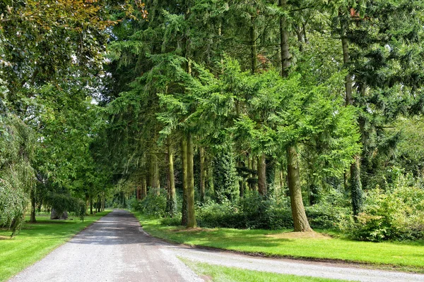 Forest parc roads — Stock Photo, Image