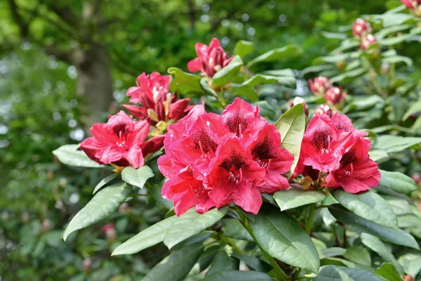 Pembe Rhododendron çiçekleri — Stok fotoğraf