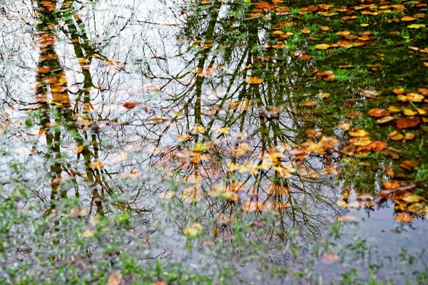 Lago com reflexos de árvores e folhas caídas — Fotografia de Stock