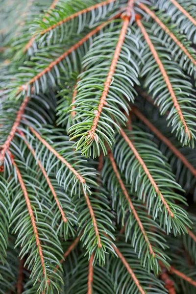 Christmas fir coseup — Stock Photo, Image