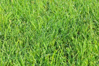 Yeşil Çimen Alanı