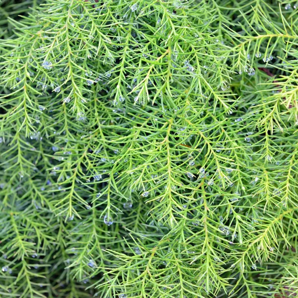 Morning dew drops on cryptomeria branches — Stock Photo, Image