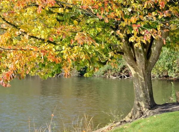 Árbol de otoño — Foto de Stock