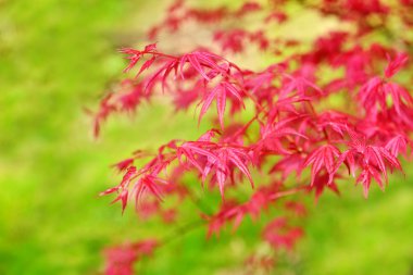 Küçük bir ağaç ya da bir çalı büyüyen acer palmatum