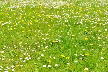 Beyaz ve sarı çiçekli tarla