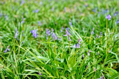 Hallerbos yabani sümbül çiçekleri