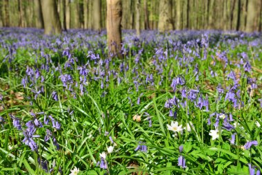 Avrupa Hallerbos Belçika çoğunlukla güzel ormanları birini