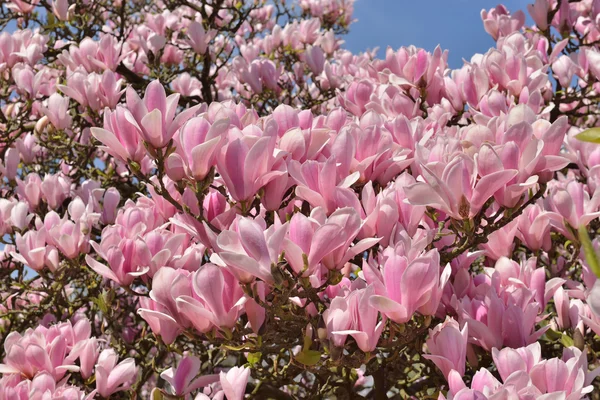 蓝天上的粉色花朵 — 图库照片