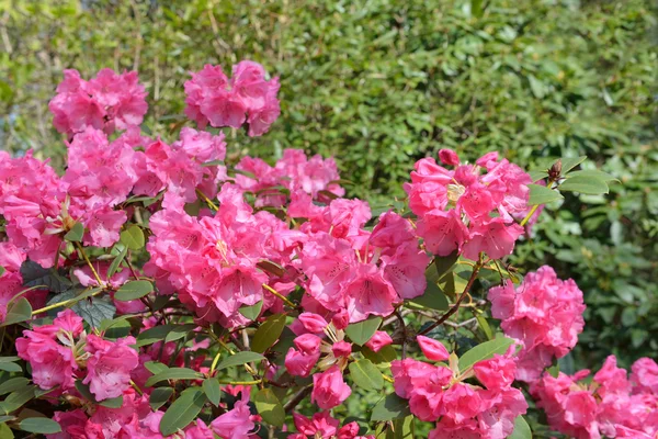 Flores cor de rosa de rododendro — Fotografia de Stock
