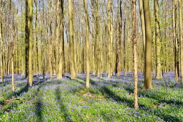 Blue hyacinths in Hallerbos, Belgium — Stock Photo, Image